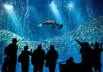 Онлайн веб камера океан под водой аквариум Монтерей США