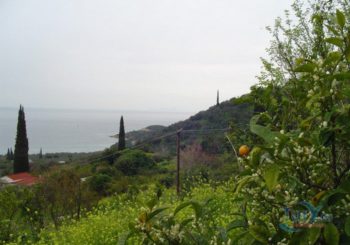 Онлайн веб камера Греция лимонная ферма в Пелопоннес